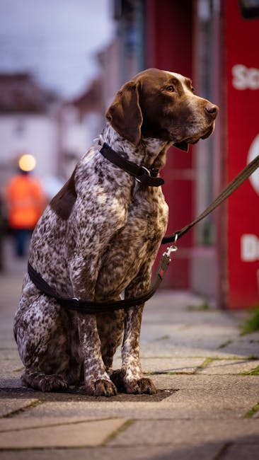Football in Maidstone